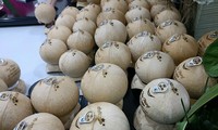 Bên Tre prête à exporter des noix de coco vers la Chine 