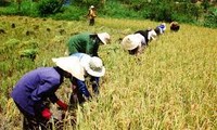 บทบาทสำคัญของภาคการเกษตรในระบบเศรษฐกิจเวียดนาม