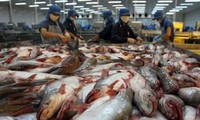 เวียดนามจะพยายามส่งออกปลาสวายให้ได้ 1.2 ถึง 1.5 ล้านตัน