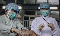 องค์การอนามัยโลกเรียกร้องให้ป้องกันโรคไข้หวัดนก H7N9