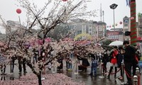 เปิดเทศกาลดอกซากุระ ณ ฮานอย