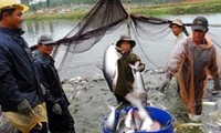 วาเซ็ปเรียกร้องให้กระทรวงพาณิชย์สหรัฐมีความยุติธรรมในการเก็บภาษีต่อปลาสวายเวียดนาม