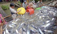 โครงการตรวจสอบปลาที่ไม่มีเกล็ดของสหรัฐสร้างอุปสรรคต่อการส่งออกสัตว์น้ำของอาเซียน