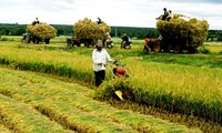 การปรับปรุงโครงสร้างการเกษตรของเวียดนาม จากนโยบายสู่การปฏิบัติ