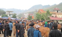 การเลี้ยงวัวเชิงพาณิชย์ในเขตที่รายสูงหินห่ายาง