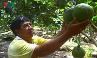 เกษตรกรเวียดนามมีรายได้กว่า 1 พันล้านด่งต่อปีจากการปลูกส้มโอเขียวหรือ “เบื๋อยยาแซง”