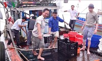 ชาวประมงจังหวัดกว๋างจิออกทะเลจับปลาได้ผลดีนำโชคมาให้แก่ปีใหม่ประเพณี