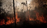 ประเทศแถบอเมริกาใต้จะหารือเกี่ยวกับนโยบายปกป้องป่าฝนอเมซอน