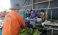สวนปลูกกล้วยที่ใหญ่ที่สุดในเอเชียนตะวันออกเฉียงใต้ที่ประเทศกัมพูชา
