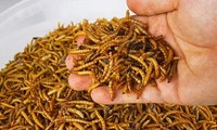 Vietnam authorised to export insect-based food to EU