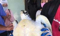 Endangered sea turtle rescued in Quang Nam