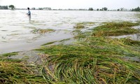 Mưa lớn gây nhiều thiệt hại tại ĐBSCL 