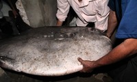 Ngư dân bắt được cá mặt trăng nặng 150 kg 