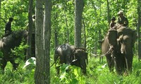 Đề nghị khen thưởng đoàn cứu hộ voi rừng