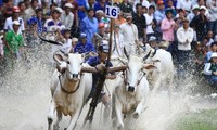 Tưng bừng lễ hội đua bò Bảy Núi, An Giang
