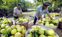 Trái cây Việt Nam có nhiều triển vọng xuất khẩu trong năm nay