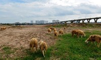 Lạ lẫm cừu nhởn nhơ gặm cỏ ven đô