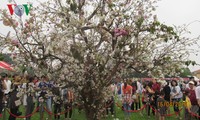 Lễ hội hoa anh đào Nhật Bản thu hút hàng nghìn bạn trẻ tham gia