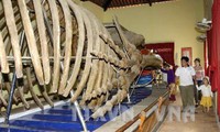 Khôi phục bộ xương cá voi ở huyện đảo Lý Sơn, Quảng Ngãi 