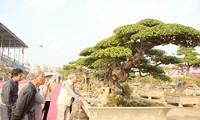 Triển lãm cây cảnh tại Hà Nội thu hút hàng vạn khách tham quan