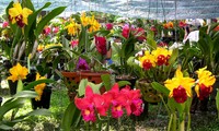 Thành phố Hồ Chí Minh sẽ tổ chức Fetival hoa lan