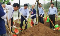 Hoa anh đào, cầu nối của tình hữu nghị Việt Nam-Nhật Bản