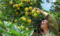 EVFTA là cơ hội mới cho nông sản Sơn La vươn xa