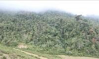 Bảo tồn, phát triển, nâng cao chất lượng rừng tự nhiên ở Việt Nam