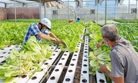Thành phố Hồ Chí Minh đẩy mạnh ứng dụng công nghệ cao để phát triển nông nghiệp