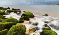 Tỉnh Quảng Trị nghiên cứu bán tín chỉ carbon từ thảm cỏ biển