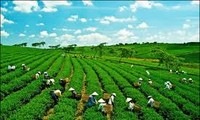 Tập trung vào các ưu tiên phát triển hiên niên kỷ, hỗ trợ Chiến lược tăng trưởng xanh của Việt Nam