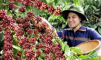Nâng cao giá trị trong sản xuất cà phê tại Việt Nam
