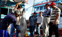 Lô hàng cá ngừ đại dương đầu tiên xuất sang thị trường Nhật Bản