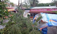 Hoàn lưu bão Kalmaegi làm 8 người chết, hàng chục nghìn hécta lúa bị ngập úng