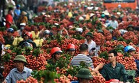 Tỉnh Bắc Giang đẩy mạnh xúc tiến thương mại tiêu thụ vải thiều