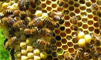 Nuôi ong làm giàu và thích ứng với biến đổi khí hậu