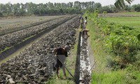 Nông dân đồng bằng sông Cửu Long thích ứng với mùa không lũ
