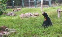 Tổ chức động vật châu Á và hành trình cứu hộ loài Gấu Việt Nam