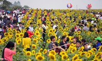 Nghệ An tổ chức Ngày hội hoa hướng dương và Đêm hội sắc Xuân miền Tây 2017
