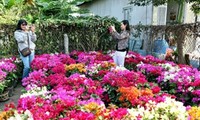 หมู่บ้านดอกไม้ซาแด๊กอวดสีสันสดสวยต้อนรับเทศกาลตรุษเต็ต