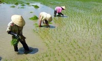 ธนาคารโลกสนับสนุนเวียดนามในการเปลี่ยนแปลงใหม่การเกษตร