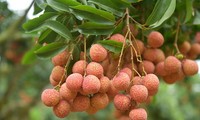Vietnam ships 3,600 tons of fresh lychees to China 