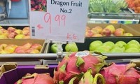 Vietnamese dragon fruit rated five stars in Australia