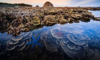 Coral reef stunner captures second prize in UK contest 