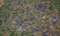 Brazil's Amazon deforestation surges to 15-year high, undercutting government pledge