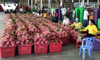 Dragon fruit business seek to penetrate deep into Indian market