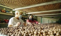 Vietnam aims to be leading macadamia exporter in the world