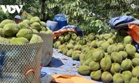 China grants additional 163 growing area codes to Vietnamese durian
