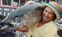 การสัมมนาเกี่ยวกับการบริหารและพัฒนาอาชีพจับปลาโอของเวียดนาม
