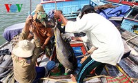 อาชีพจับปลาโอในเวียดนาม